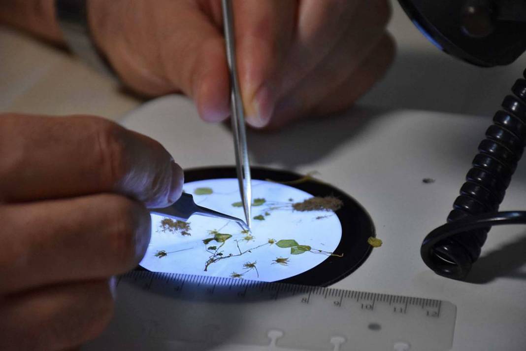 İzmir'in dağlarında endemik çiçekler açtı! 20